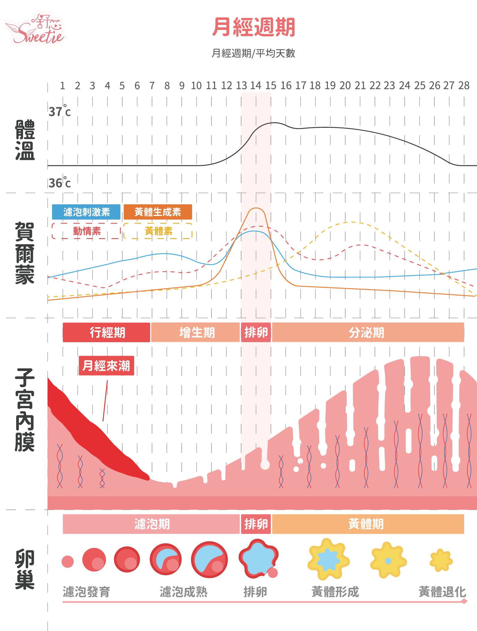 月經週期-01.jpg